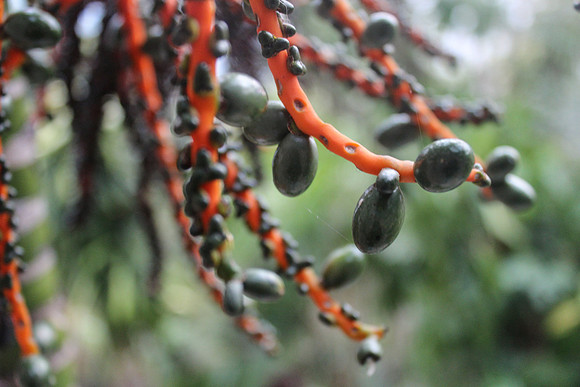 Lake Atitlan Plants