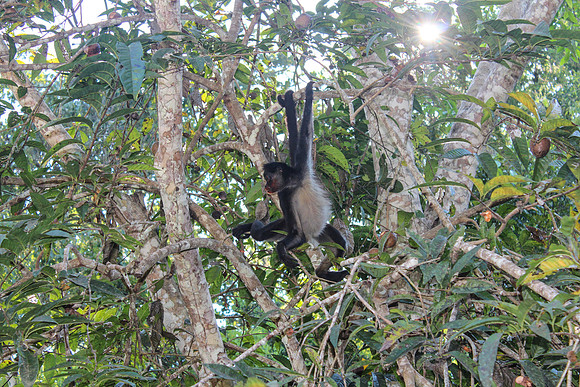 Monkey Climbing