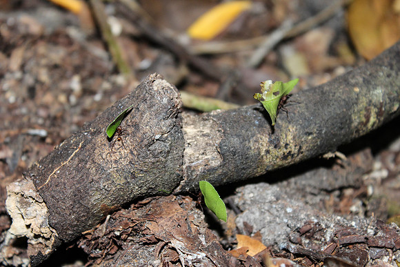 Ants Marching